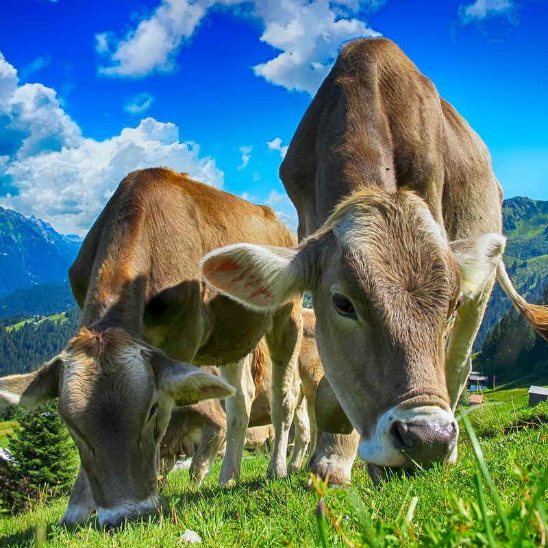 detergenti agroalimentari puliexpert